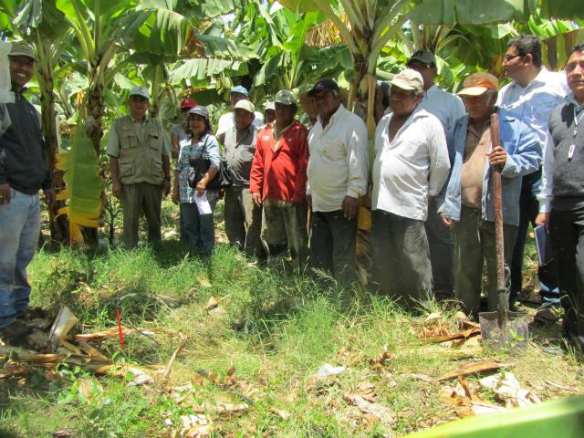 Agricultores de panela se asocian para exportar