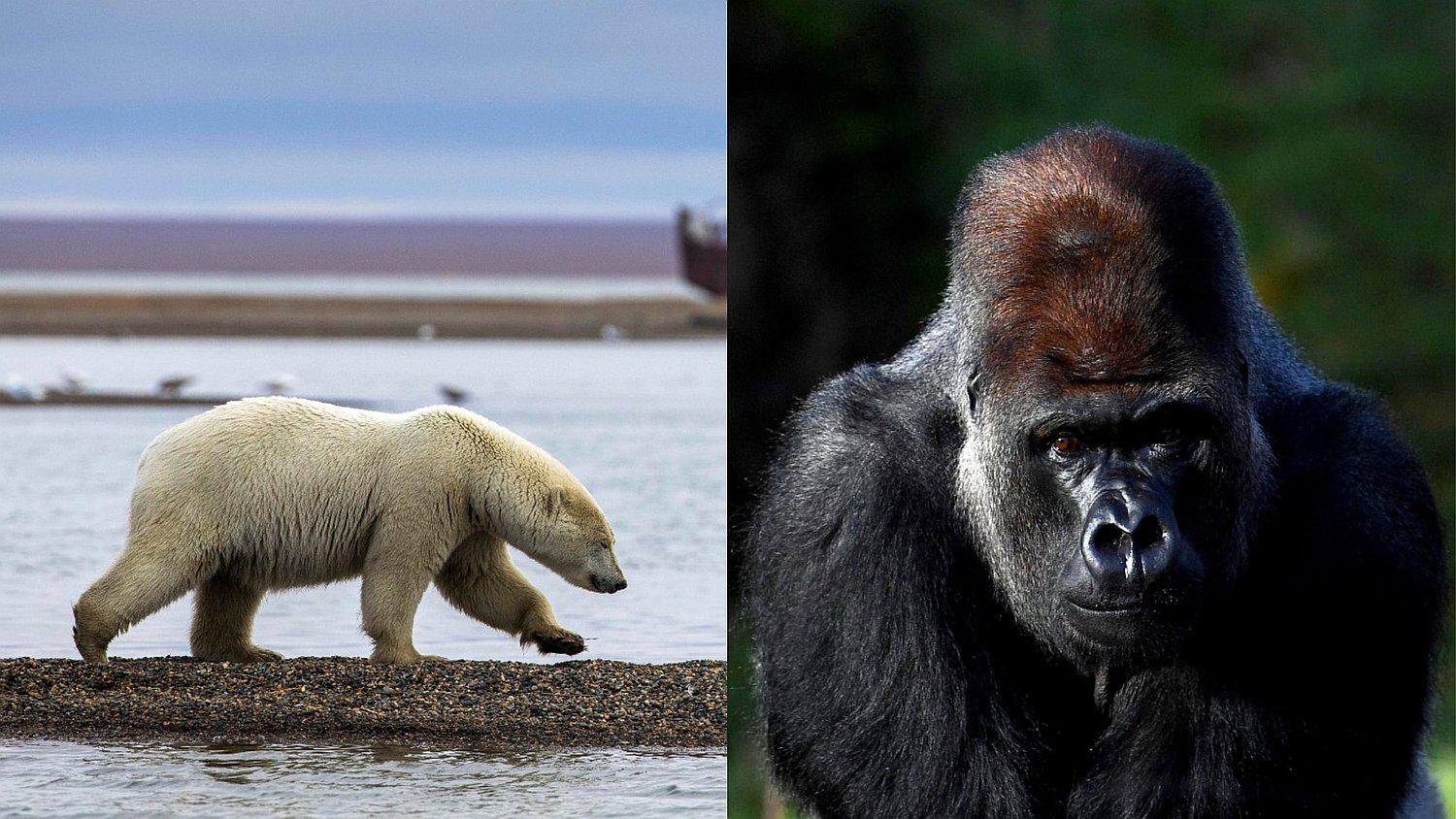 Conoce los animales que se podrían extinguir este 2019 (FOTOS)