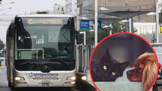 Usuarios pueden llevar a sus mascotas en buses del Metropolitano: sigue estos consejos