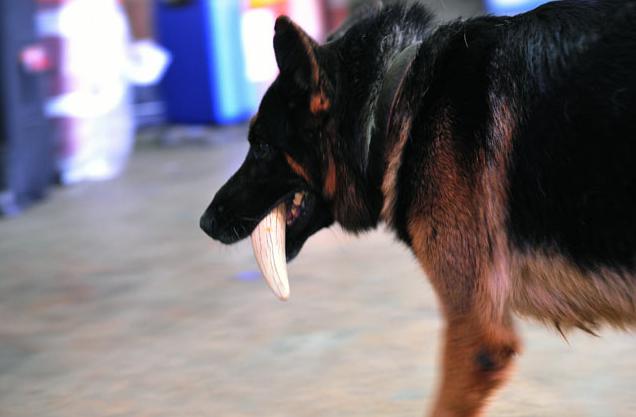 Brigada canina contra tráfico ilegal de marfil en Kenia