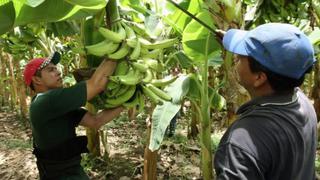 Aumenta la producción de plátano en 1,8% en la región Tumbes