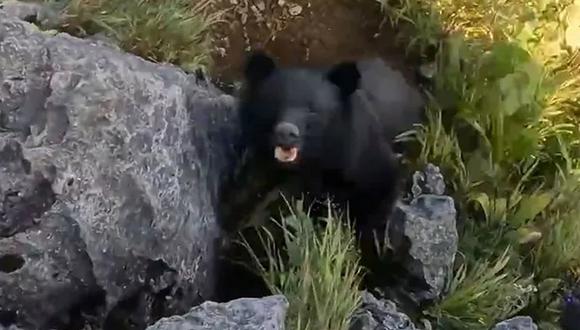 Un montañista tuvo un violento encuentro con un oso en Japón. (Foto: Twitter)
