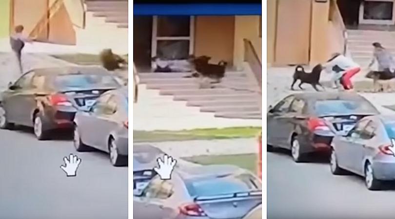 Niño agredido por perros fieros, fue salvado por una mujer que usó su cuerpo (VIDEO)