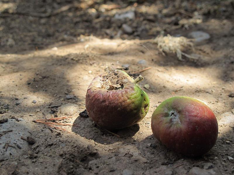 Alertan de presencia de mosca de la fruta en Tarma y Huancayo
