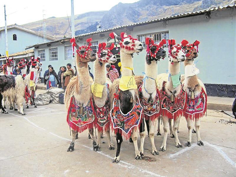 Población de llamas disminuyen en Ayacucho