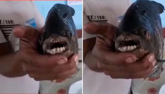 Agricultor halla pescado con 'dentadura humana' y teme por mal presagio (VIDEO)