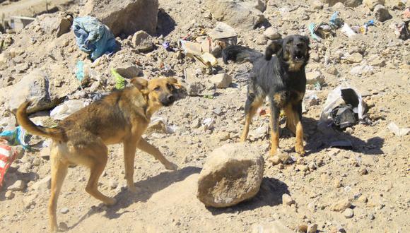 Arequipa protestará contra ordenanza que plantea sacrificar a todos los perros callejeros