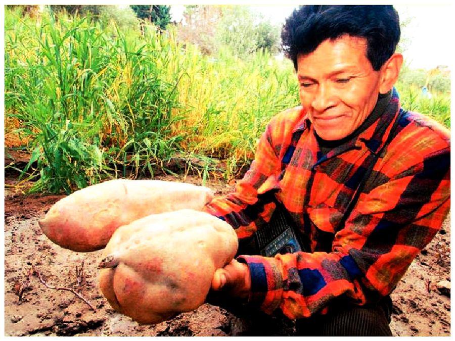 Arica: un agricultor peruano cosecha camotes gigantes en su huerto 