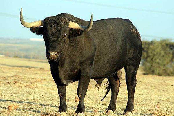 Regularizan documentación para ingreso al país de toros de lidia procedentes de Colombia