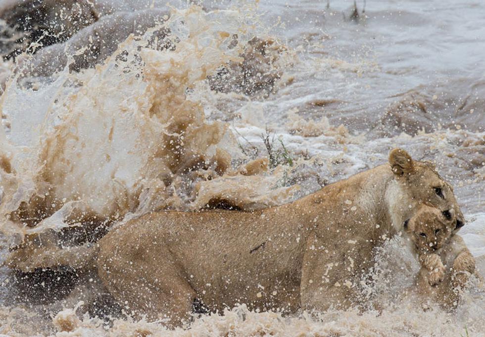 Leona ayuda a su cría a cruzar un caudaloso y peligroso río (FOTOS)