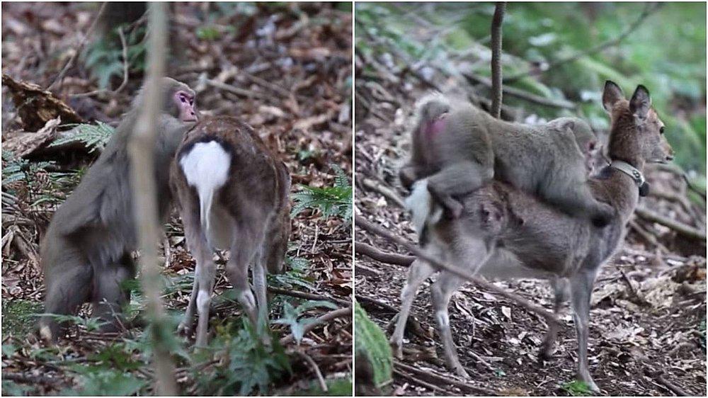 Interacción sexual entre macacos y ciervos aumenta y desconcierta a científicos (VIDEO)
