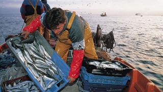 Produce modificará el ROP de la merluza para incluir a pescadores artesanales de Piura