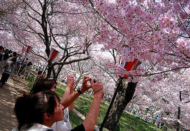 ​Japón se tiñe de rosa con el "sakura", época de los cerezos en flor
