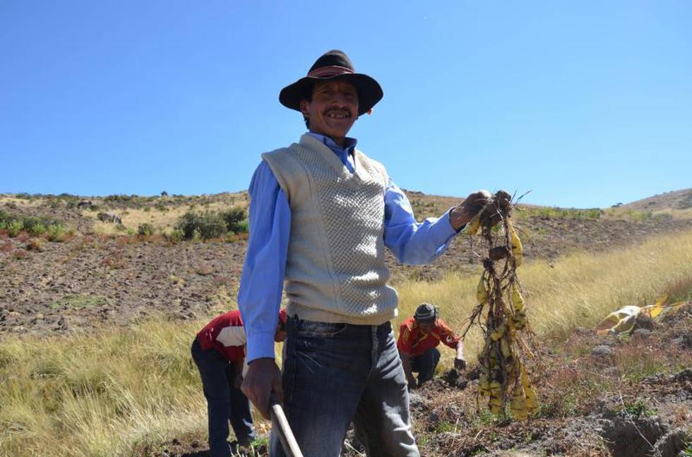 Quilcas revive técnicas ancestrales de cosecha y traslado de productos (FOTOS)