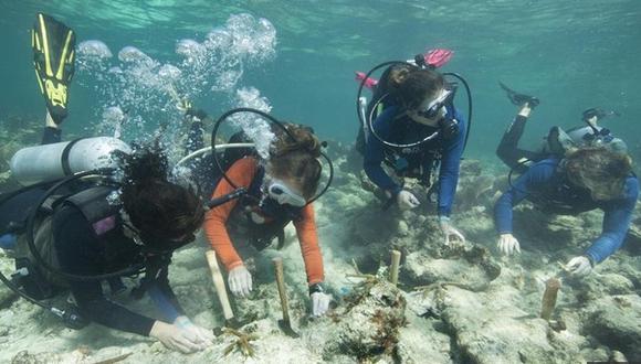 Estudio revela que protectores solares son amenaza para los arrecifes de coral