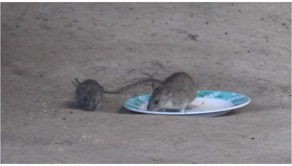 Huánuco: sancionan a funcionaria por dejar rata viva en oficina 