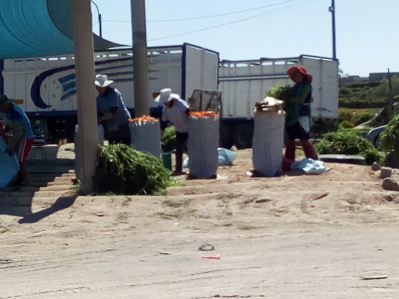 Municipio se compromete a erradicar lavadero de zanahorias clandestino.