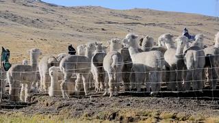 Huancavelicanas piden mercado en Día Nacional de la Alpaca