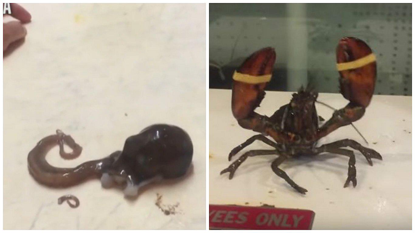 YouTube: imágenes de animales vivos siendo triturados indigna a cibernautas (VIDEO)