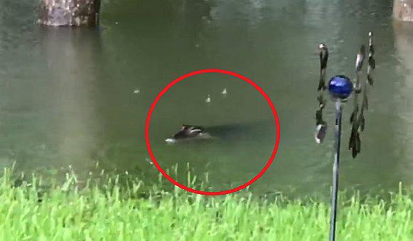 YouTube: el aterrador momento en que dos cocodrilos invaden un jardín por el huracán Harvey (VIDEO)