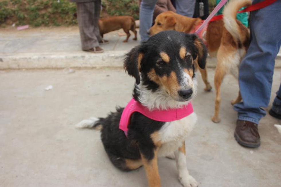 Una competencia  llena de 'amores perros' (FOTOS)