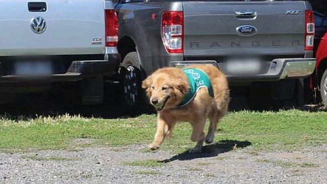 ​Chile: Perro policial detecta cocaína valorizada en $122 millones