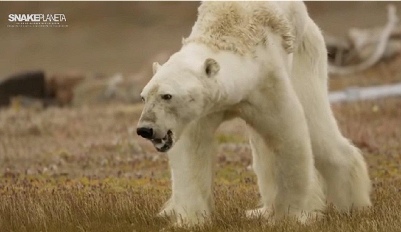 ​Desgarrador video muestra a un oso polar agonizando de hambre en el Ártico