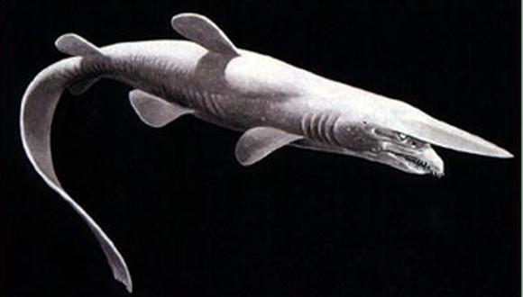 Capturan a tiburón duende en el golfo de México