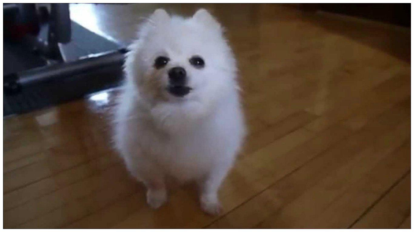 YouTube: muere Gabe, el perro más popular de la red (VIDEO)