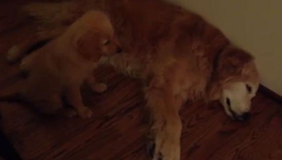 Cachorro que consuela a perro que tiene una pesadilla conmueve la red (VIDEO)