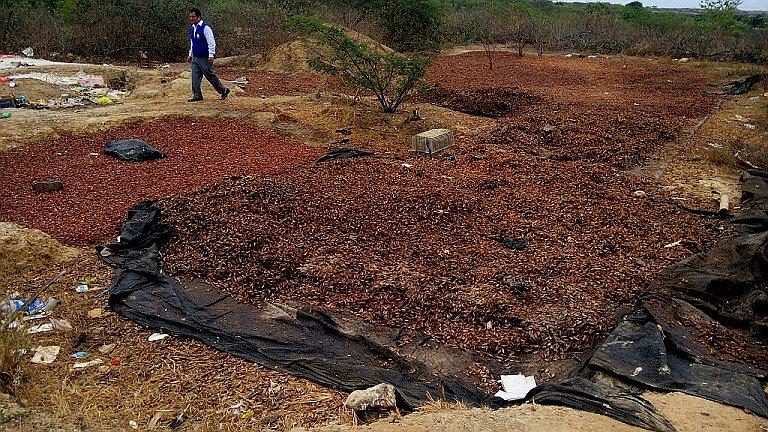 Tumbes: 10 toneladas de cabeza de camarón emanaban nausebundos olores