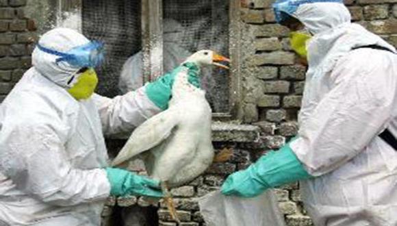 Corea del Norte confirma brote de gripe aviar en el país
