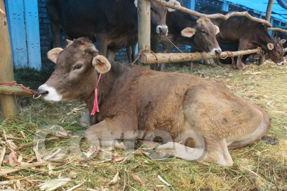 Artesanos jaujinos presentan el cucharón más grande del mundo (FOTOS)