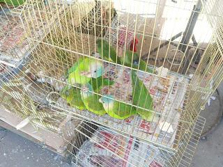 Comercializan especies silvestres en peligro de extinción en la frontera 