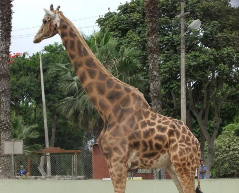 Murió la jirafa del Parque de Las Leyendas que iba a cumplir 26 años
