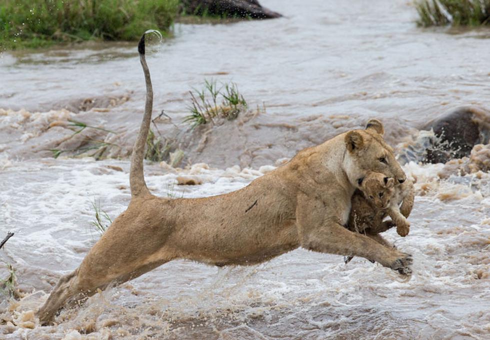 Leona ayuda a su cría a cruzar un caudaloso y peligroso río (FOTOS)