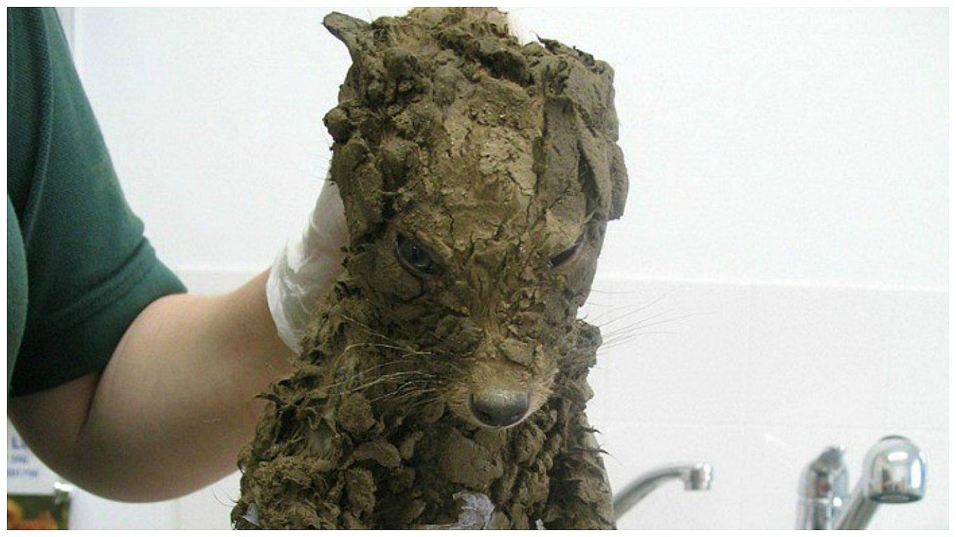 Facebook: este animal confundió a todos hasta que lo bañaron (FOTOS)