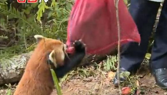 Panda rojo se niega a abandonar a su hermana muerta en el terremoto de China (VIDEO)