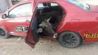 Toro de más de 400 kilos es encontrado dentro de auto abandonado en Huancayo