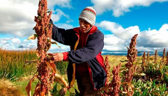Perú se posiciona como primer productor de quinua a nivel mundial