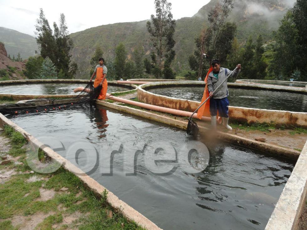 Chalhuas produce 180 toneladas de trucha  (FOTOS)