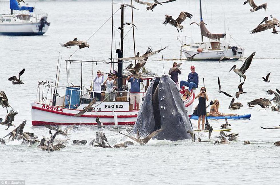 Fotos: Impresionante ballena asombra Estados Unidos