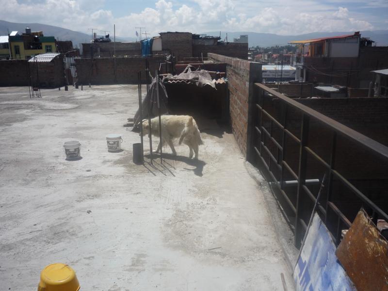 Vecina denuncia maltrato salvaje al que someten a can 