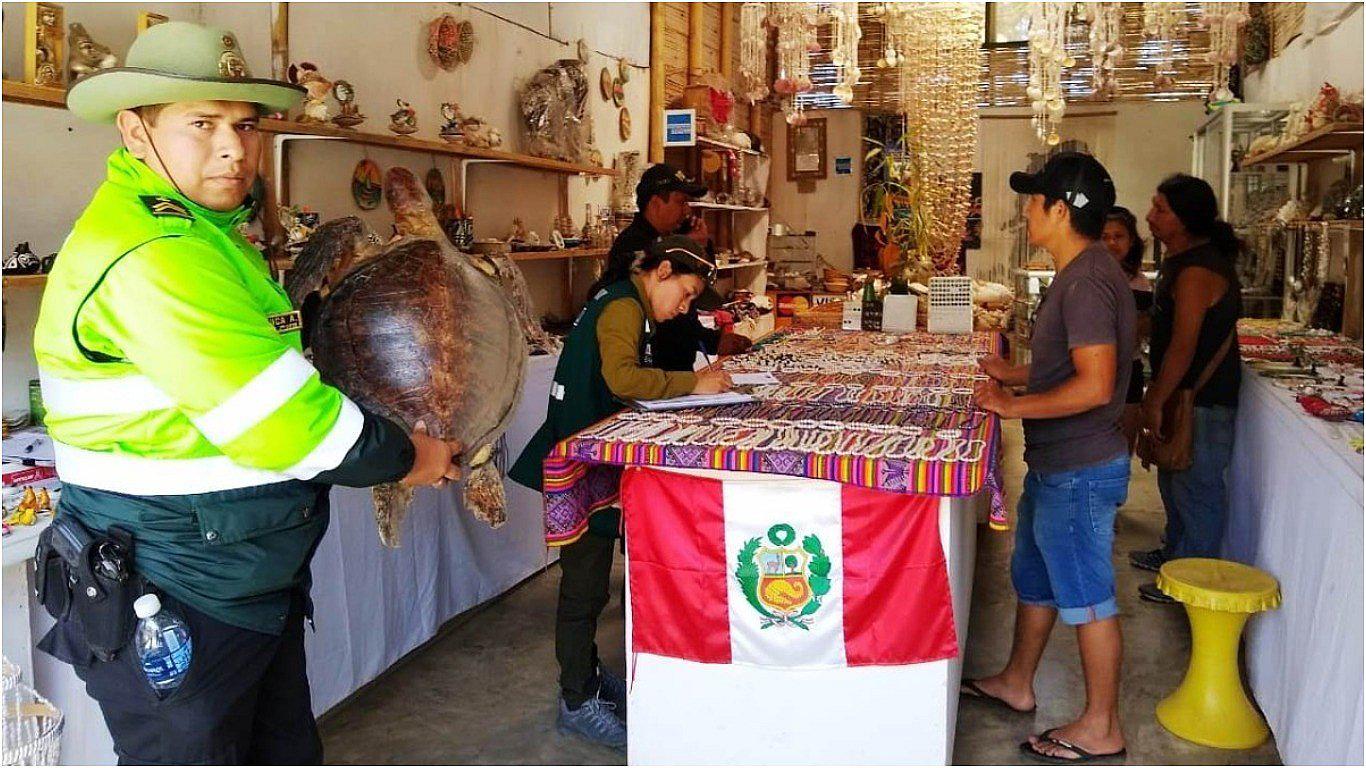 Decomisan partes de animales silvestres en Máncora