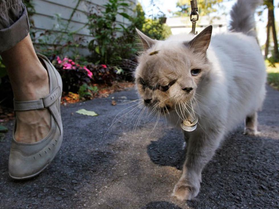 Gato con dos caras festejó cumpleaños número 12