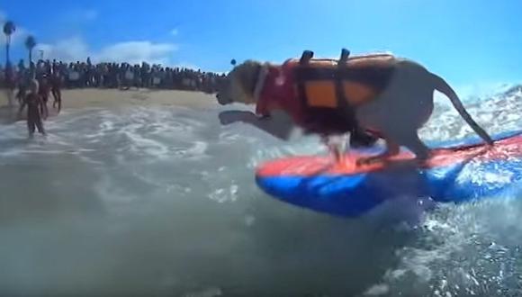 EEUU: Perros surfistas invaden cada año una playa de San Diego (VIDEO)