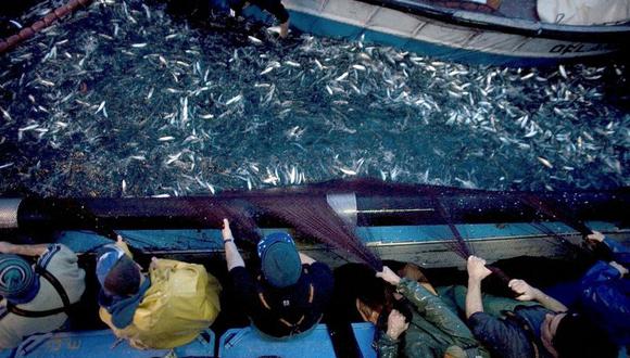 Sindicato de pescadores denuncian depredación del mar en Ilo