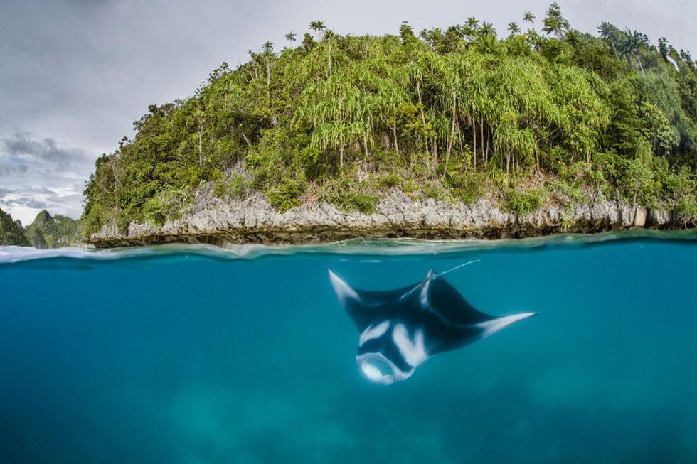 Indonesia: Crean santuario para preservación de mantarrayas (FOTOS)