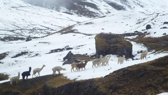 Cusco: mueren camélidos en Chumbivilas por el intenso frio