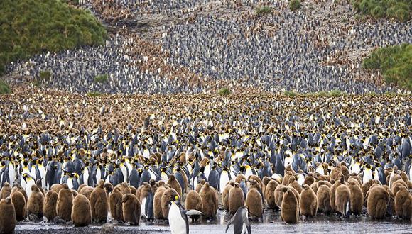 Australia: ​desplazamiento de iceberg provoca la muerte de 150.000 pingüinos